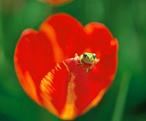 Japanese Tree Frog (Hyla japonica) on tulip flower, Japan, April