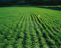 Rice field (Oryza sativa) Shiga, Japan, May