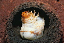 Dung-ball beetle / Scarab Beetle (Scarabeus semipunctatus) larva in a dung ball, Kenya