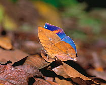 Dead Leaf Butterfly (Kallima inachus eucerca) camouflaged on leaves, showing blue inner wing colour, Malaysia