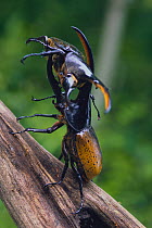 Hercules Scarab Beetles (Dynastes hercules) fighting, Venezuela