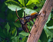 Hercules Scarab Beetles (Dynastes hercules) fighting, Venezuela