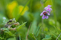 Japanese Tree Frog (Hyla japonica) and Seven-spotted ladybird, Japan