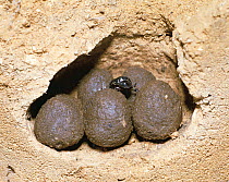 Scarab beetle (Copris acutidens) female protecting dung balls in the nest, larvae are in the dung balls