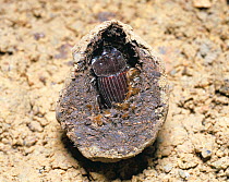 Cross section of dung ball showing male Scarab beetle (Copris acutidens) growing inside, ready to emerge.