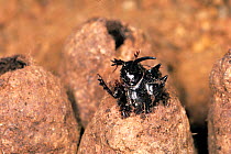 Dung ball with male Scarab beetle (Copris acutidens) emerging.