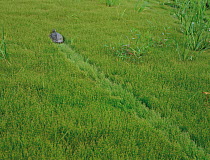 Reeve's / Chinese pond turtle (Chinemys reevesii) walking through grass, leaving a track, Japan