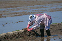 Building dikes in the rice field, Japan