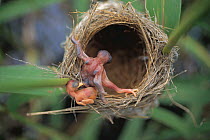 Common Cuckoo chick (Cuculus canorus) pushing  Reed-warbler chick (Acrocephalus sp) out of host nest, Japan