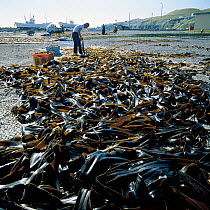 Drying Kelp (Laminaria sp) on the shore, Erimo, Hokkaido, Japan, August