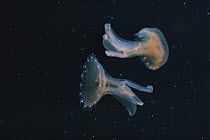Jellyfish (Sanderia malayensis) Japan