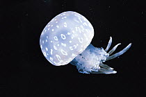 Papuan Jellyfish (Mastigias papua) Japan