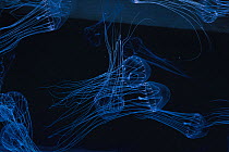 Elegant Jellyfish (Tima formosa)  Japan