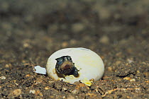 Reeves / Chinese pond turtle (Chinemys reevesii) egg hatching, Japan, sequence 2/3