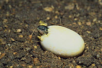 Reeves / Chinese pond turtle (Chinemys reevesii) egg hatching, Japan, sequence 1/3