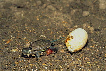 Reeves / Chinese pond turtle (Chinemys reevesii) egg hatching, newly hatched turtle walking away, Japan, sequence 3/3