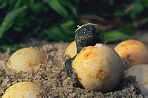 Chinese softshell turtle (Pelodiscus sinensis) hatching from egg, Japan