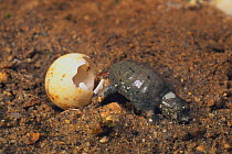 Chinese softshell turtle (Pelodiscus sinensis) hatching from egg, walking away, Japan
