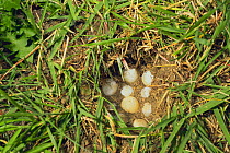 Chinese softshell turtle (Pelodiscus sinensis) eggs in nest in ground, Japan