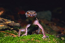 Kuroiwa's Ground Gecko (Goniurosaurus kuroiwae kuroiwae) Japan