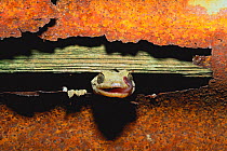 Japanese Gecko (Gekko japonicus) with tongue out, looking through gap in rusty metal sheet, Japan