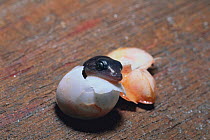 Japanese Gecko (Gekko japonicus) hatching from egg, Japan