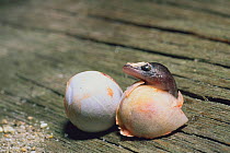 Japanese Gecko (Gekko japonicus) hatching from egg, Japan
