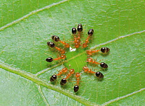 Ants (Monomorium intrudens) gathering in circle around water droplet to drink, Japan