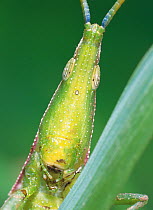 Smaller longheaded locust (Atractomorpha lata) portraits, Japan