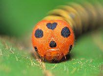 Head of catterpillar larva of Skipper butterfly (Choaspes benjaminii japonica) Japan