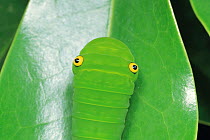 Caterpillar larva of Swallowtail butterfly (Graphium doson) last instar, Japan