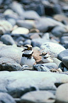 Little Ringed Plover (Charadrius dubius) adult and chick at nest on rocks
