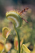 Venus Flytrap (Dionaea muscipula) with trapped  insect prey (? cranefly)