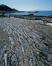Kelp (Laminaria sp) laid out to dry, Shimokita Peninsula, Aomori, Japan