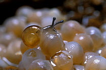 Recently hatched Snail (Euhadra herklotsi) on eggs, Japan