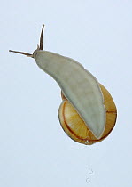 Snail (Euhadra herklotsi) foot viewed from underside, Japan