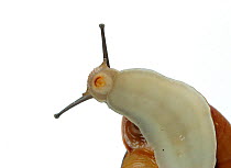 Snail (Euhadra herklotsi) mouth and foot viewed from underside, Japan