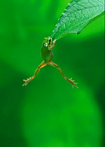 Japanese tree frog (Hyla japonica) climbing up onto leaf, Japan