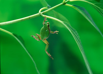 Japanese tree frog (Hyla japonica) climbing up onto leaf, Japan, sequence 1/3