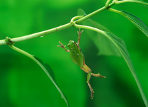 Japanese tree frog (Hyla japonica) dropping off leaf, Japan, sequence 2/3