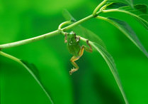 Japanese tree frog (Hyla japonica) climbing up onto leaf, Japan, sequence 3/3
