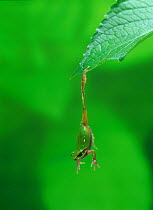 Japanese tree frog (Hyla japonica) hanging down from leaf, Japan