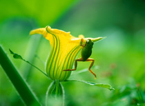 Japanese tree frog (Hyla japonica) hanging from Pumpkin flower, Japan