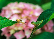 Snail (Euhadra herklotsi herklotsi) and Japanese Tree Frog (Hyla japonica) on hydrangea leaf, Japan