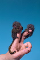 Pygmy Marmoset (Cebuella pygmaea) clinging to fingers, captive