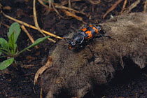 Burying beetle (Nicrophorus japonicus) feeding on dead mole, Japan