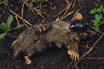 Burying beetles (Nicrophorus japonicus) on left and (Nicrphorus concolor) on right, feeding on dead mole, Japan