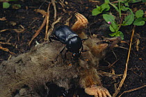 Burying beetle (Nicrophorus concolor) feeding on dead mole, Japan