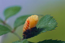 Multicoloured asian ladybird (Harmonia axyridis) pupation sequence 3/6, Japan