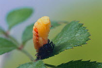 Multicoloured asian ladybird (Harmonia axyridis) pupation sequence 4/6, Japan